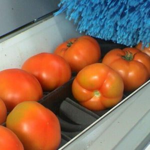 maquina de lavar e selecionar tomate