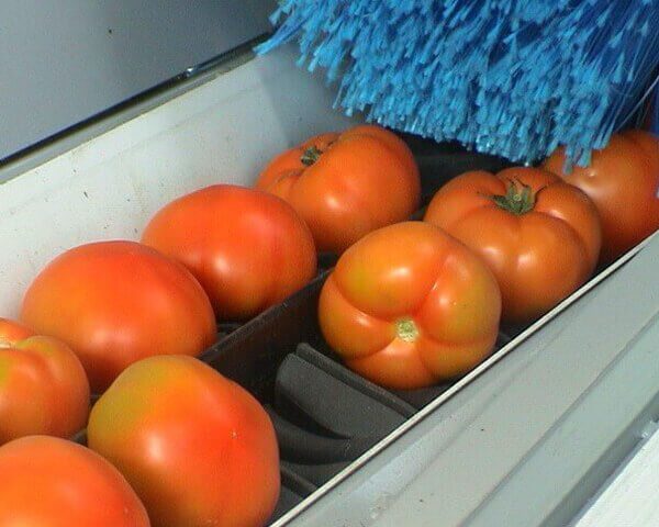 maquina de lavar e selecionar tomate